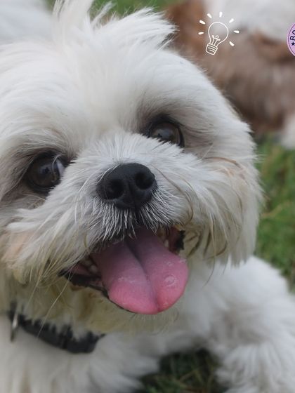 A close-up of a happy Shih Tzu, tongue out, looking bright and cheerful. A perfect shot to celebrate International Dog's Day.