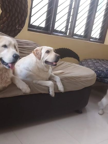 The three musketeers posing for a photo. A Golden Retriever, a Labrador, and a Husky all sharing the same space peacefully.