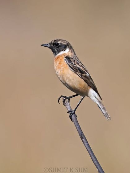 A closer crop of the Siberian Stonechat, showing more detail in its feathers.