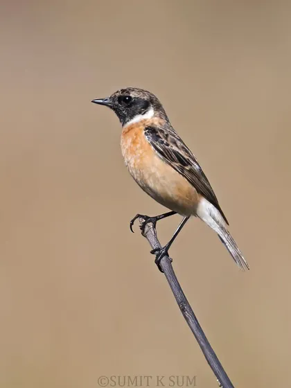 A closer crop of the Siberian Stonechat, showing more detail in its feathers.