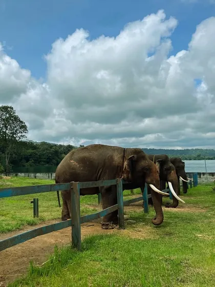 Elephants lined up at the Harangi Elephant Camp in Coorg. A chance to learn about and interact with these incredible animals.