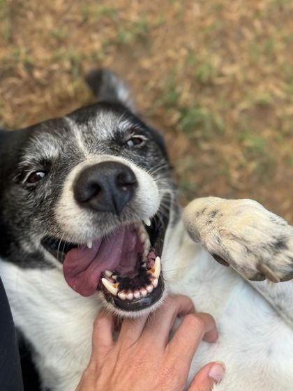 A belly rub for a very good boy. This is the ultimate sign of trust and happiness.