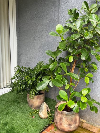 The same Autograph Tree, now joined by a smaller palm. This shows how you can layer plants of different sizes and textures to create a more complete and interesting garden corner.