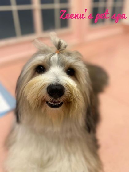 Zeenu's Pet Spa - Dog Grooming & Spa We Love All Breeds photo 16
