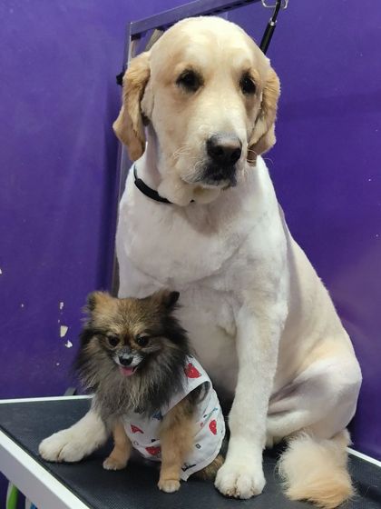 Bengaluru Pet Company - Pet Grooming Our Happy Clients photo 72