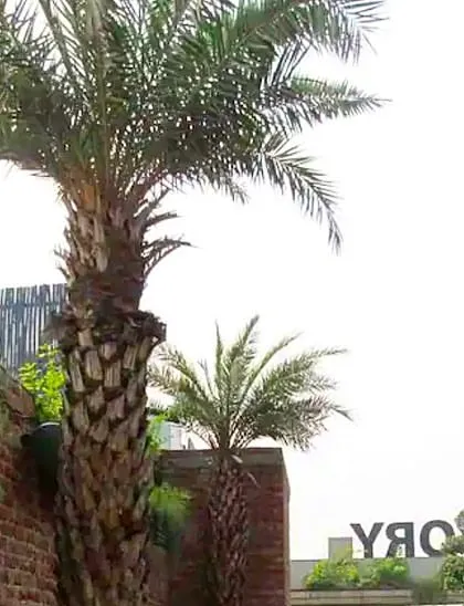 A large date palm tree planted next to a brick wall at the Pub Factory in Gurgaon. Mature trees like this add an immediate sense of establishment and character to a commercial property.