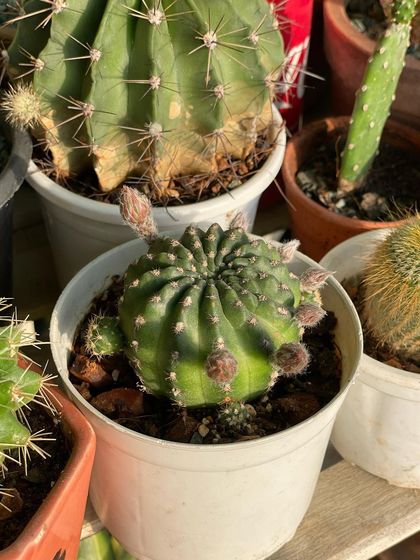 A close-up of one of my cacti, showing new buds forming. It's exciting to see them getting ready to flower. Proper sun exposure and watering are key to encouraging blooms.