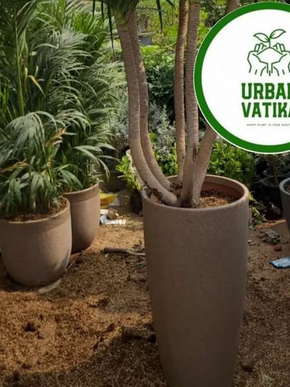 A tall Dracaena plant in a textured pot, perfect for adding height and drama to a room.