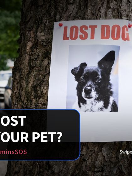 Losing a pet is a distressing experience for any family. Our SOS service can be used to get immediate help in searching for your lost dog, cat, or other pet in your neighborhood.