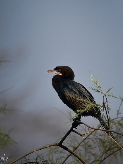 Avian Wonders: A World of Wings photo 28