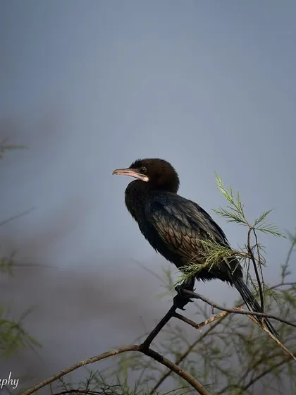 A Little Cormorant perched on a branch in Navi Mumbai. These expert divers are a common sight near water bodies, often seen drying their wings in the sun.