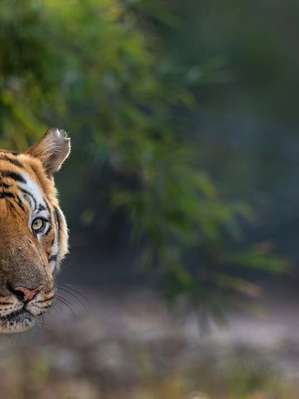 Tigers of India's Jungles photo 79