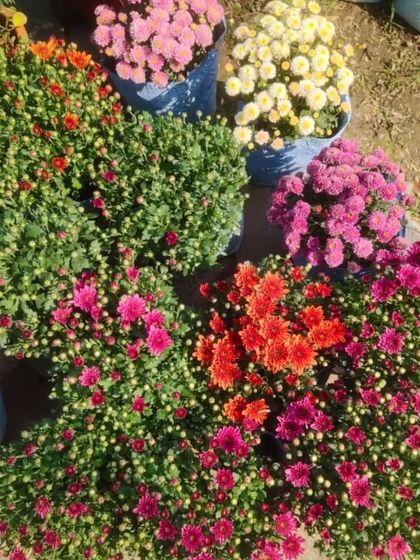 A collection of colorful Chrysanthemums (Guldavari) in various shades of pink and orange. These are perfect for autumn and winter color.