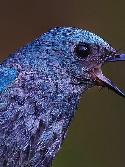 A Verditer Flycatcher with its beak open. This close-up captures the unique texture of its feathers and the intense, uniform color that makes this species so striking.