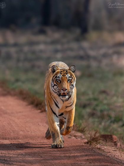Tigers of India's Jungles photo 50