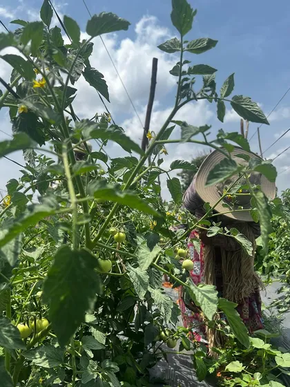 One of our hardworking farm laborers tending to the tomato plants in our Tumkur field. Their dedication and long hours are what bring the food from our farm to your table.