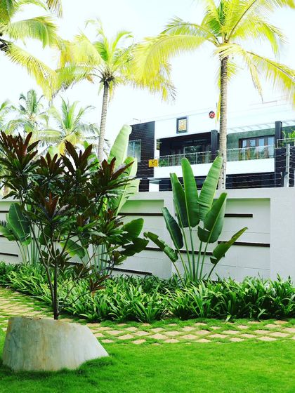 This shows the integration of hardscape and softscape with a stone-and-grass pathway. The design uses layers of tropical plants like Strelitzia and Cordyline against a clean white wall to create depth and visual interest.