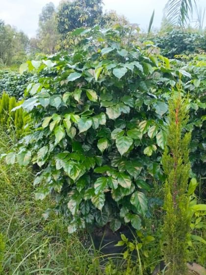 Indoor & Hardy Houseplants photo 9