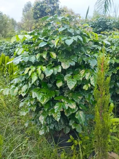 A large, healthy Radermachera (China Doll) plant at our nursery. We have a wide selection of big indoor houseplants ready for your home or office.
