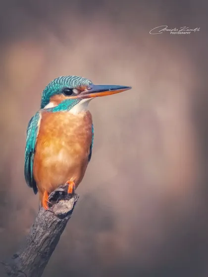 This Common Kingfisher portrait has a soft, painterly feel due to the beautiful background blur. It shows my artistic approach to wildlife photography, not just documenting the subject.