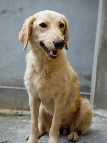Tara sitting patiently. She is a beautiful girl who is ready for her forever home.