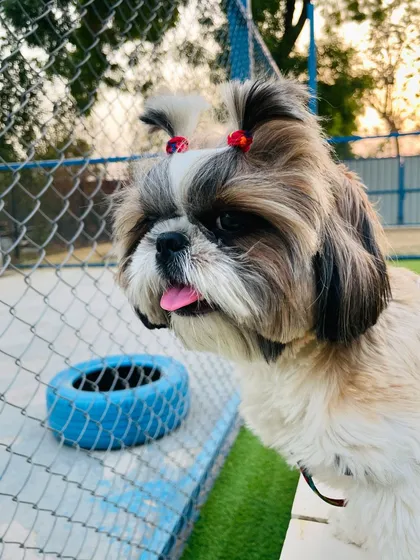 Bombastic side eye. This little Shih Tzu is serving looks and attitude while enjoying the view from our play equipment.