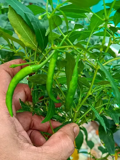 A handful of fresh green chillies, a staple in any Indian kitchen, grown right at home.