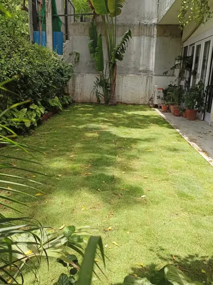 A view of the newly installed lawn, showing how it fits perfectly within the existing garden foliage.