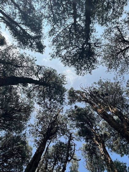 Looking up at the canopy of the pine forest in Kodaikanal. It's a moment of awe and wonder.