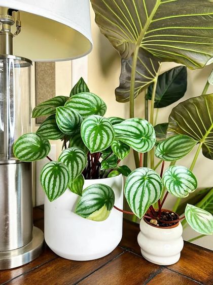 The Peperomia 'Watermelon' gets its name from its stunning leaves that look just like the rind of a watermelon. It's a compact plant, perfect for desks and shelves.