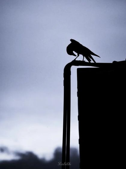 Lalith - Wildlife & Nature Photography Shadows & Silhouettes photo 17