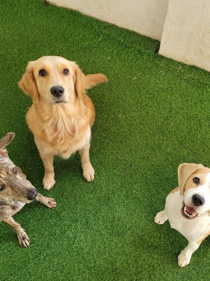 A trio of friends: an Indie, a Golden Retriever, and a Beagle.