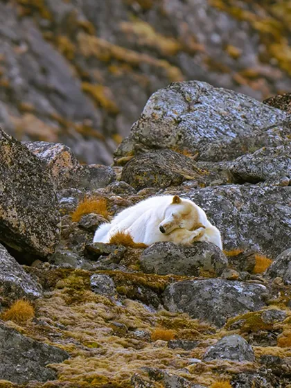 A bear in paradise. I found this polar bear sleeping peacefully among the rocks, a moment of pure tranquility in the otherwise harsh Arctic environment. It’s a reminder of the quiet, beautiful moments that exist even in the planet's most extreme locations.