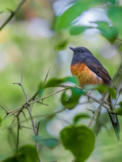 A White-rumped Shama perched among the thorns. The monsoon brings the forest to life, and with it, the birds that call it home.