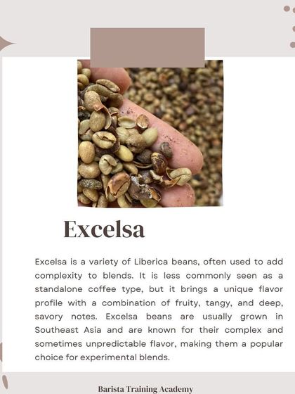 Exploring the Liberica family further, Excelsa beans are often used to add a complex, tangy, and savory dimension to coffee blends.