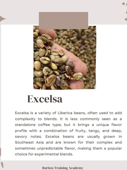 Exploring the Liberica family further, Excelsa beans are often used to add a complex, tangy, and savory dimension to coffee blends.