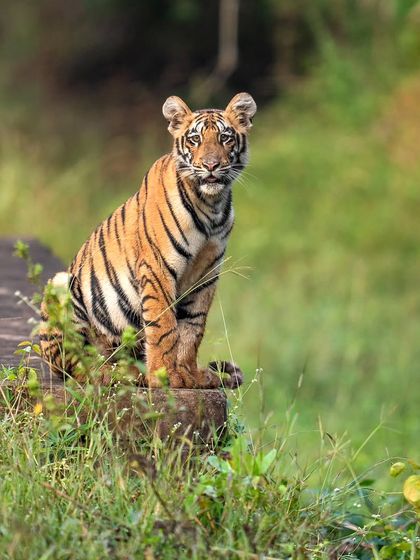 A tiger cub from Tadoba curiously watches safari vehicles from the safety of a culvert.
