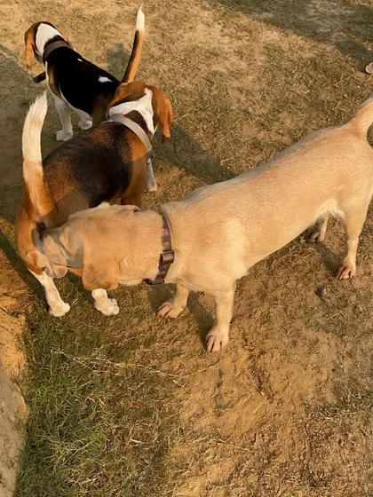 A Labrador joins the Beagle butt sniffing party. It's a cross breed conversation happening right here.