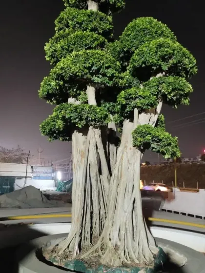 A large, mature Ficus bonsai tree installed as a centerpiece and illuminated at night. This is a true statement piece for a high-end landscape.