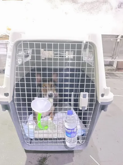 Robert, a sweet Indie dog, settled in his travel crate before his flight to Singapore. Notice the water funnel and bottle, ensuring he stays hydrated throughout his manifest cargo journey.