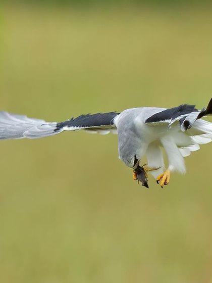 The kite dips to consume its meal mid-flight, an amazing display of aerial agility.