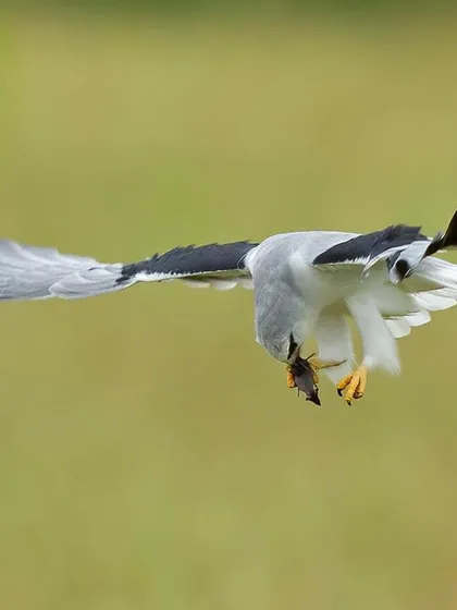 A Black-shouldered Kite flies with its prey, seen from below. The spread of its wings and the dangling meal create a dramatic silhouette.
