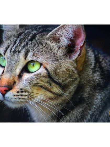 The Cat House - Cat Boarding Our Happy Guests: A Portrait Gallery photo 11