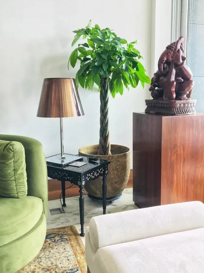 Another view of our braided Pachira, showing how it fits perfectly into this cozy living room corner. It’s a beautiful, sculptural plant that brings both texture and a touch of nature to the space.