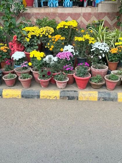 A cheerful roadside display of potted flowers, including chrysanthemums in yellow, orange, and pink. We can provide potted arrangements for events, public spaces, or your own home.