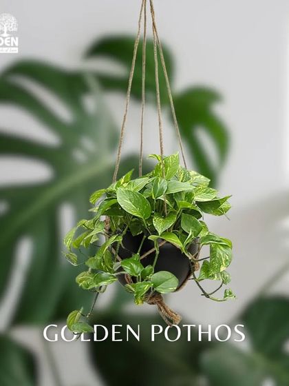 The Golden Pothos is one of the easiest plants to grow. Its trailing vines with variegated leaves look beautiful cascading from a hanging pot or a shelf.
