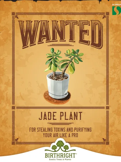 Wanted for its luck-boosting properties. The Jade Plant is a pro at purifying the air, which helps improve focus and clear the mind for making prosperous decisions.