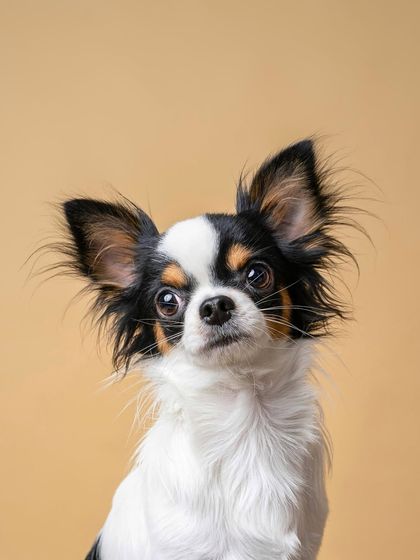 Rohit - Family & Pet Photography Classic Studio Portraits photo 5