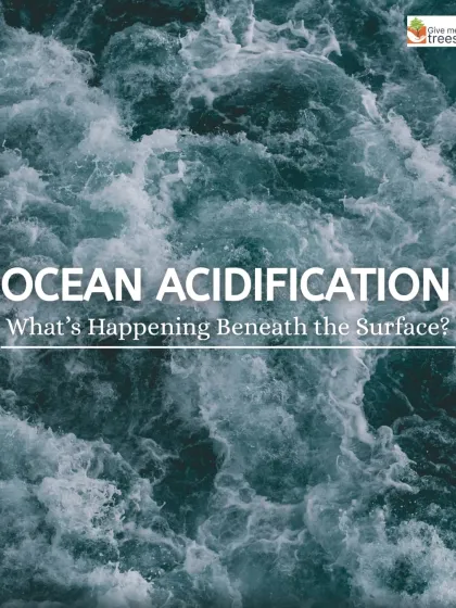 A powerful image raising awareness about ocean acidification. We believe that protecting forests on land is crucial for the health of our oceans.