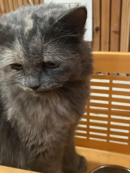 A quiet moment for Icey before her meal. It is so important to let cats adjust to the environment at their own pace, ensuring a stress-free grooming experience.